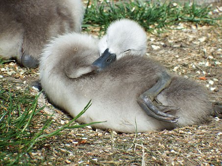 Free Swan Cygnet photo and picture
