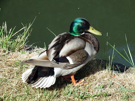 Free Duck Mallard photo and picture