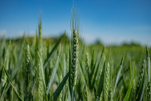 Plantas, Naturaleza, Verde, Trigo