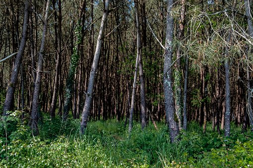 Beber, Naturaleza, Paisaje, Árboles