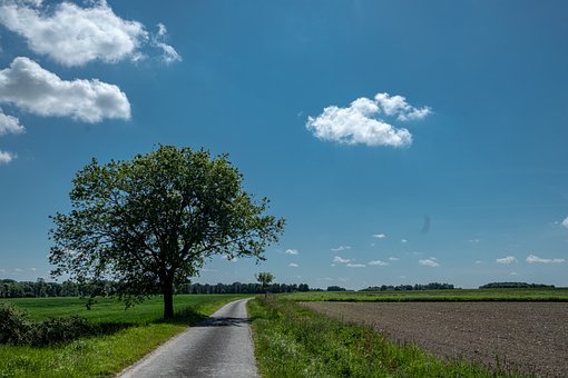 Paisaje, Naturaleza, Prairie, Árbol