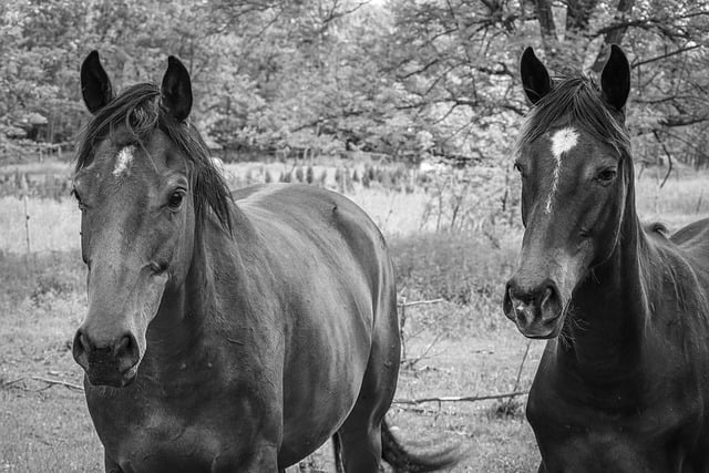 Free Horses Nature photo and picture