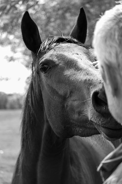 Free Horses Horse photo and picture