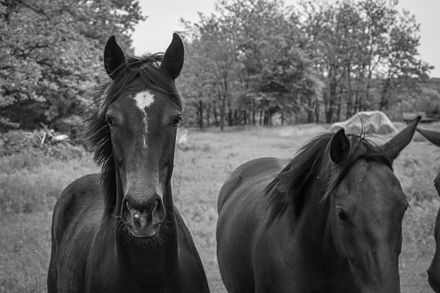 Free Horses Horse photo and picture