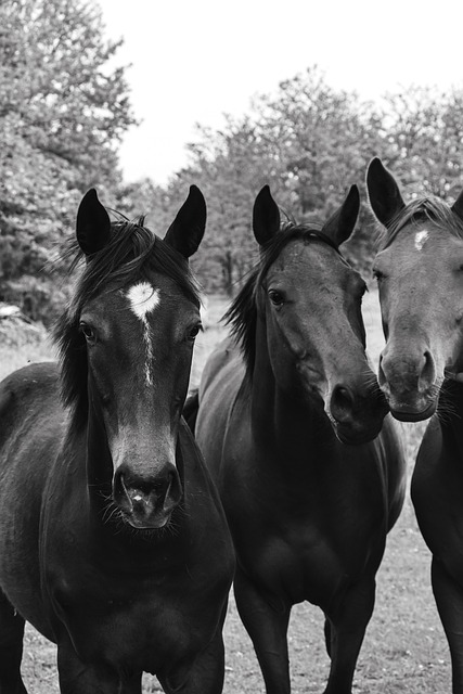 Free Horses Equines photo and picture