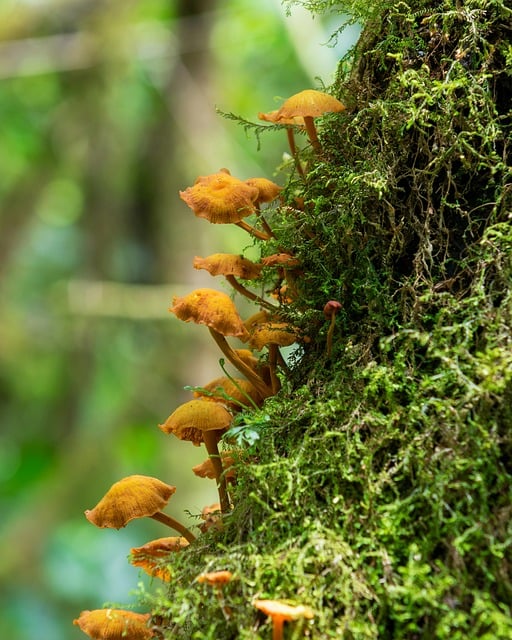 Free Fungus Nature photo and picture