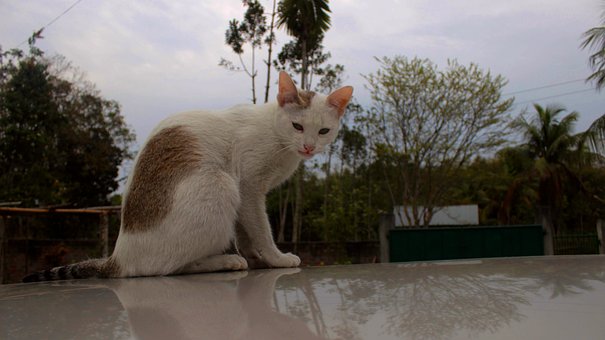 Kat, Dyr, Kæledyr, Natur, Feline
