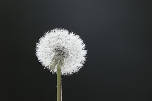 민들레, 불다, 길 바랍니다, 나는, 꽃 배경, 씨앗, 소망, 꽃 벽지