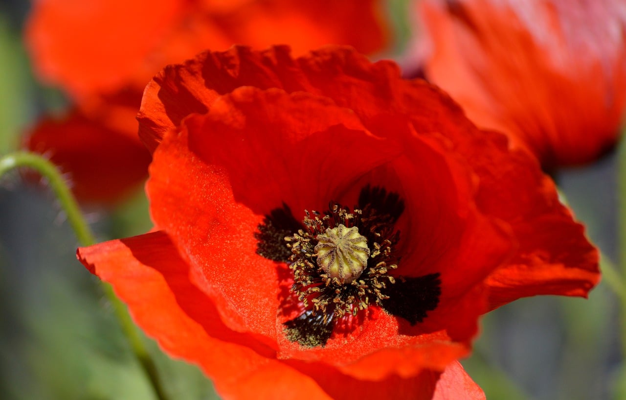Poppy Flower Seed - Free photo on Pixabay