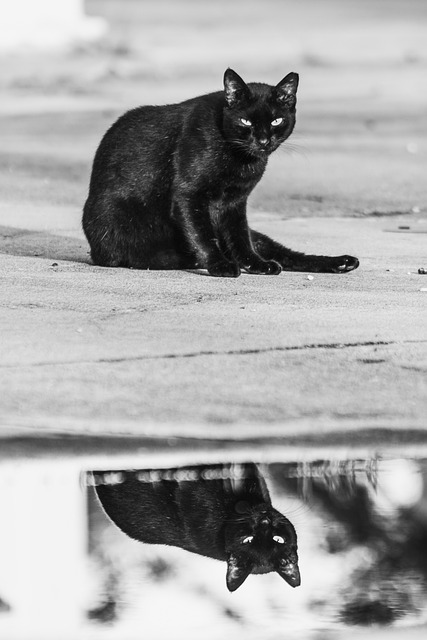 Free Cat Animal photo and picture