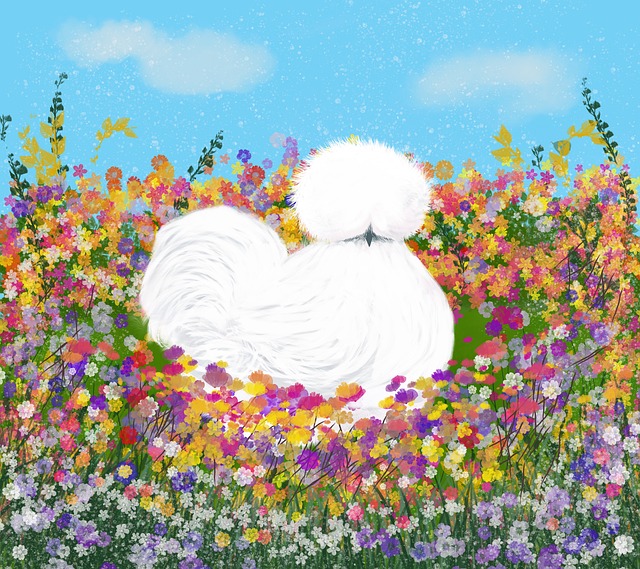 Free Silkie Chicken Chicken illustration and picture