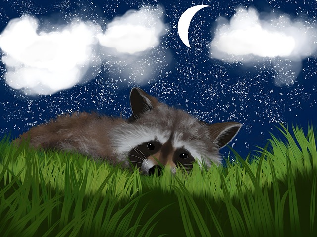 Free Raccoon Animal illustration and picture