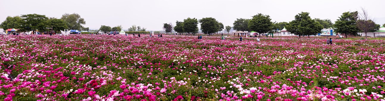 Free Peony Flower photo and picture