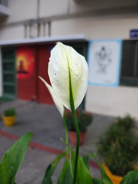 Free Flower Nature photo and picture