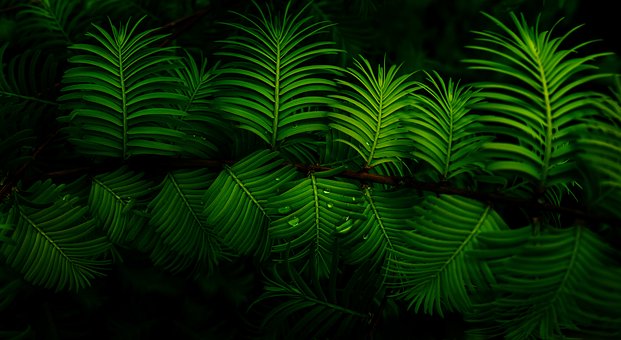 Free Leaves Water photo and picture