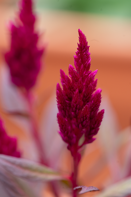 Blume, Blühen, Weiß, Wer Kreierte