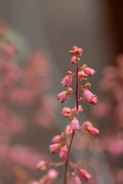 Ai Generiert, Blumen, Blüte