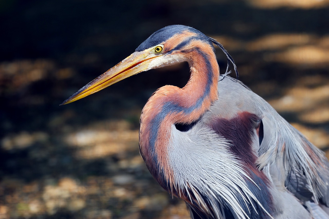 bird-heron-wildlife-free-photo-on-pixabay