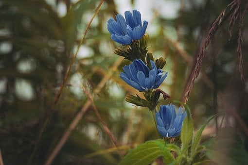 Free Blue Flower Wildflower photo and picture