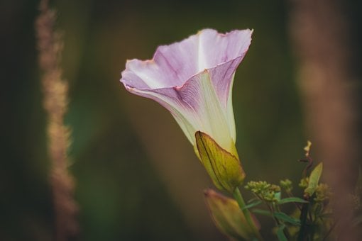Free Purple Flower Macro Flower photo and picture