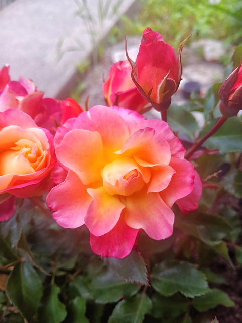 Free Bloom Garden photo and picture
