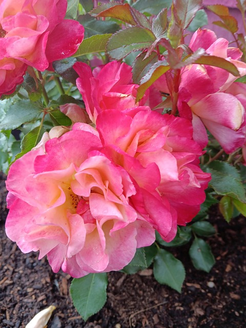 Free Rose Bloom photo and picture