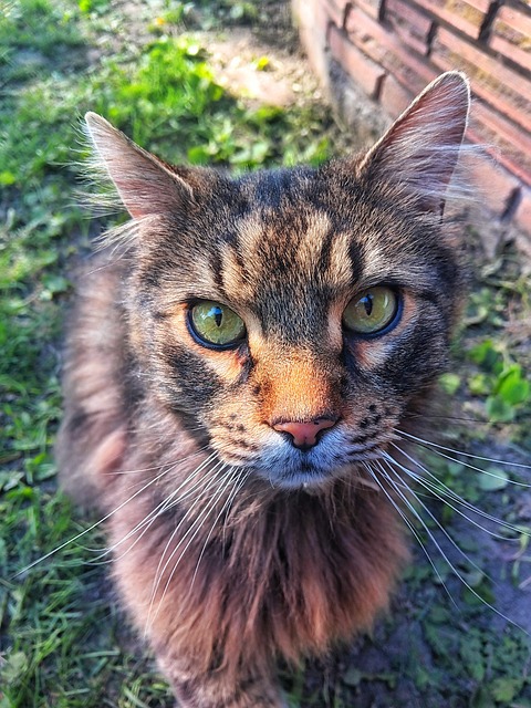 Free Cat Pet photo and picture