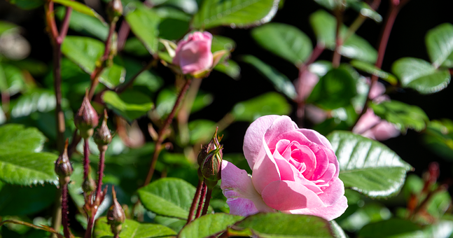 Free Garden Flower illustration and picture