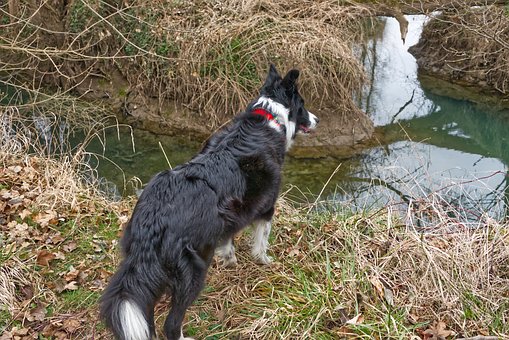 Border Collie, W, Wow, Hvad, Vand, H
