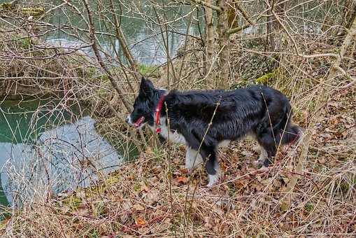 Border Collie, W, Wow, Hvad, Vand, H