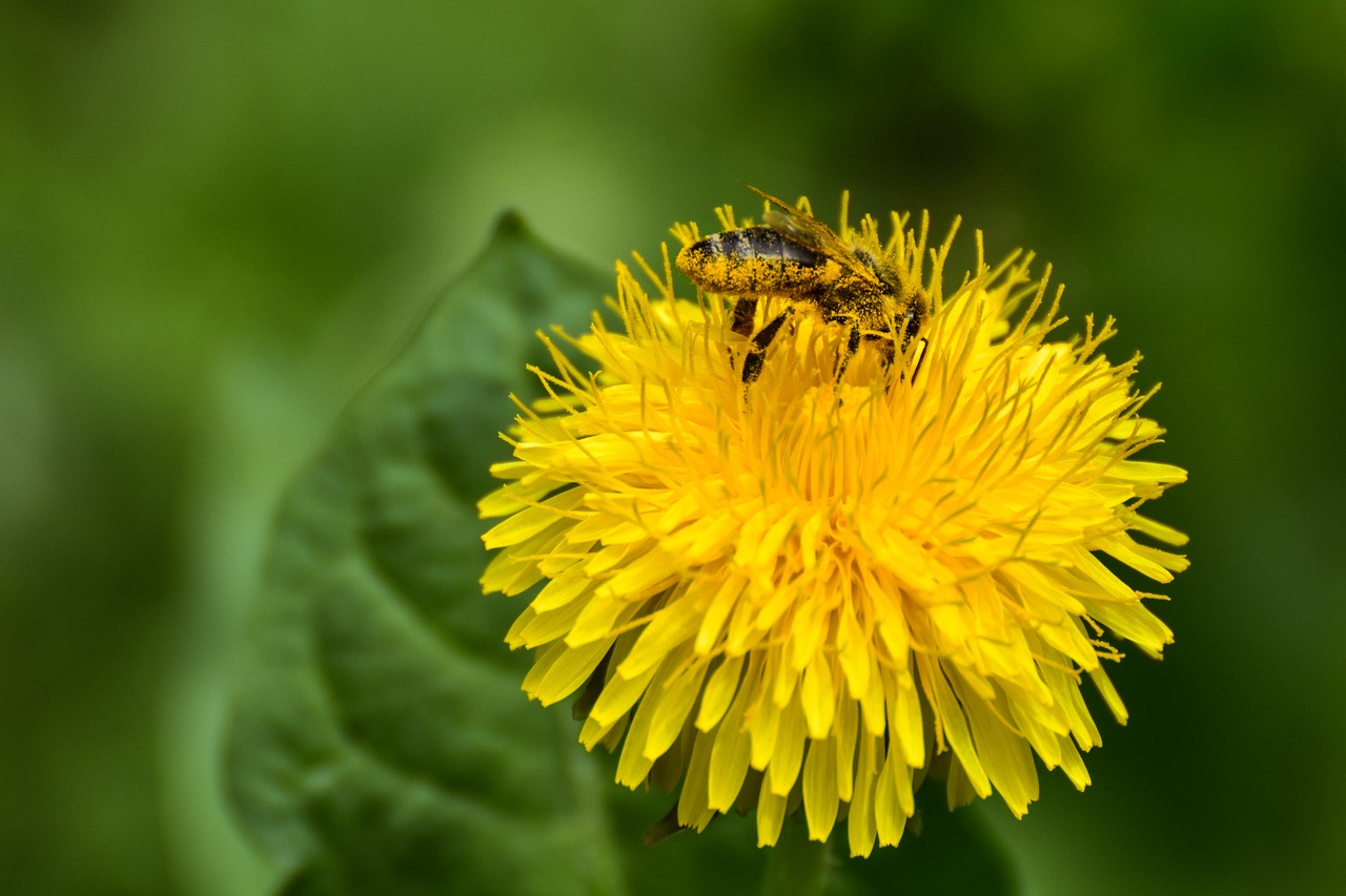 Bee Insect Nature - Free photo on Pixabay
