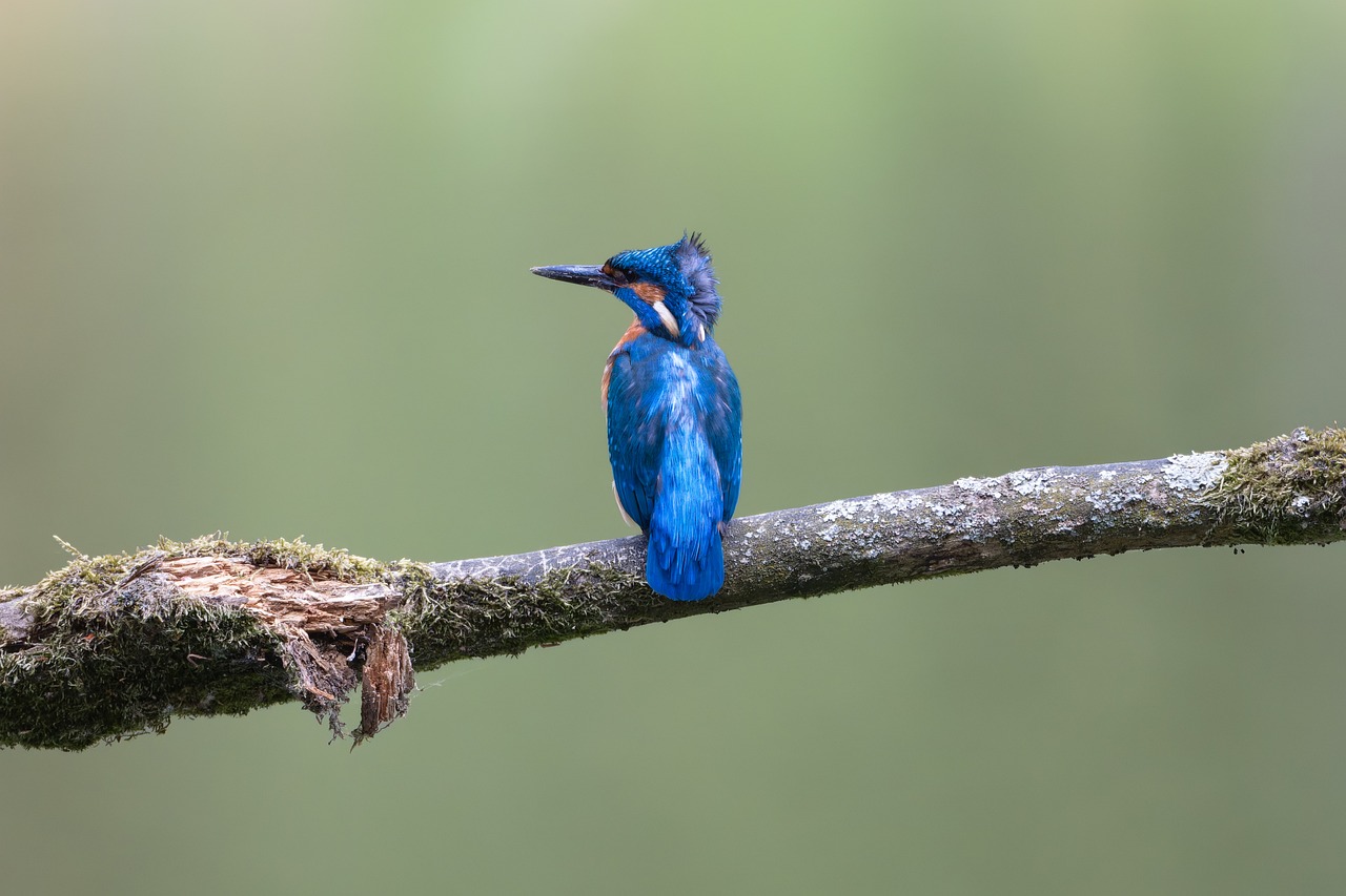 ornithology birds wallpaper