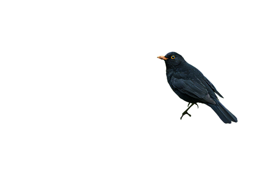 Free Bird Blackbird illustration and picture