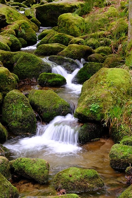 Schwarzwald, Creek, Foss, Natur, Fred