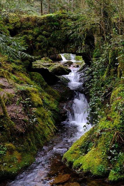 Schwarzwald, Creek, Foss, Natur, Fred
