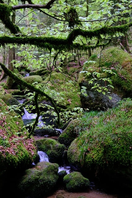Schwarzwald, Creek, Foss, Natur, Ro