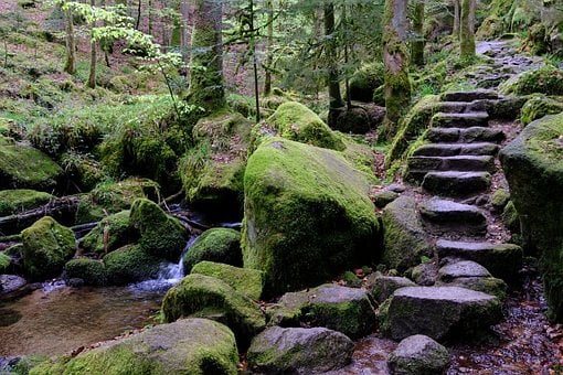 Schwarzwald, Creek, Foss, Natur, Fred