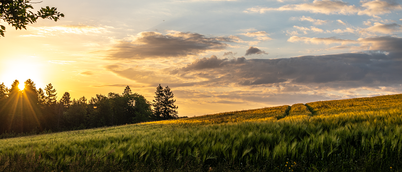 Free Landscape Cornfield illustration and picture