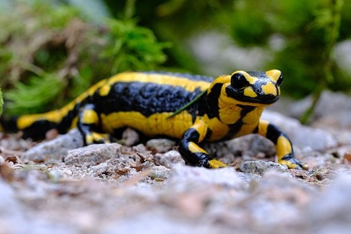 Brannsalamander, Amfibier, Sjelden, Gul