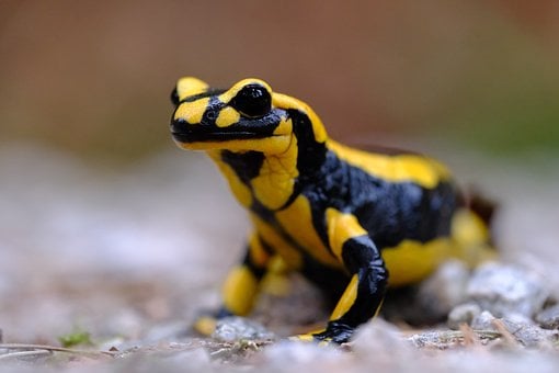 Brannsalamander, Amfibier, Sjelden