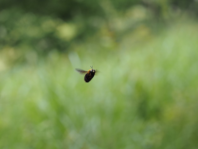 Free Carpenter Bee Natural photo and picture