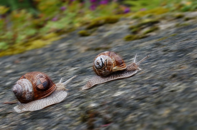Free Speed Snail photo and picture