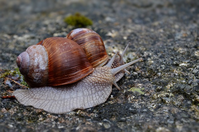 Free Helix Snail photo and picture