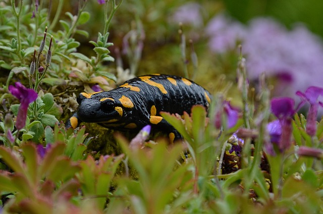 Free Salamander Amphibian photo and picture
