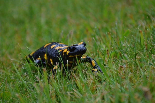 Free Salamander Animal photo and picture