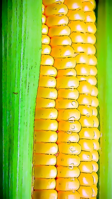 Free corn vegetable harvest illustration