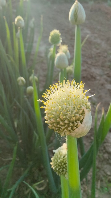 Løg, Have, Blomstre, Udendørs, Natur
