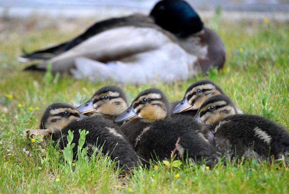 Ducklings Chick Offspring - Free photo on Pixabay