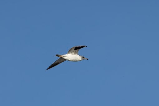 Free Birds Seagull photo and picture