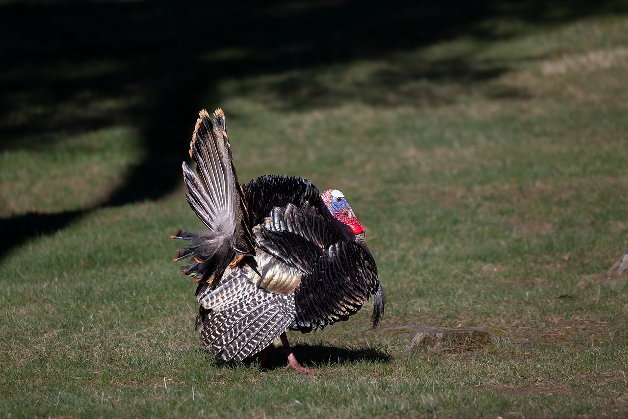 นก ไก่งวง ขนนก - ภาพฟรีบน Pixabay